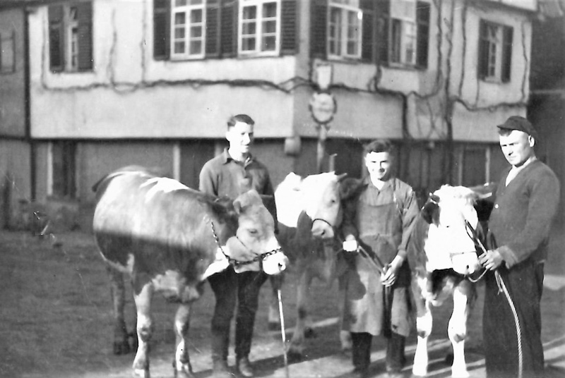 Jungrinder Gallbronna Gass, v.links Robert Sattler, Fritz Wandel, Ludwig Sattler